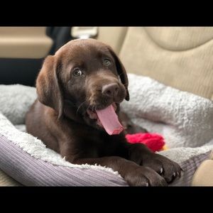 Meet your Posher, Ryan